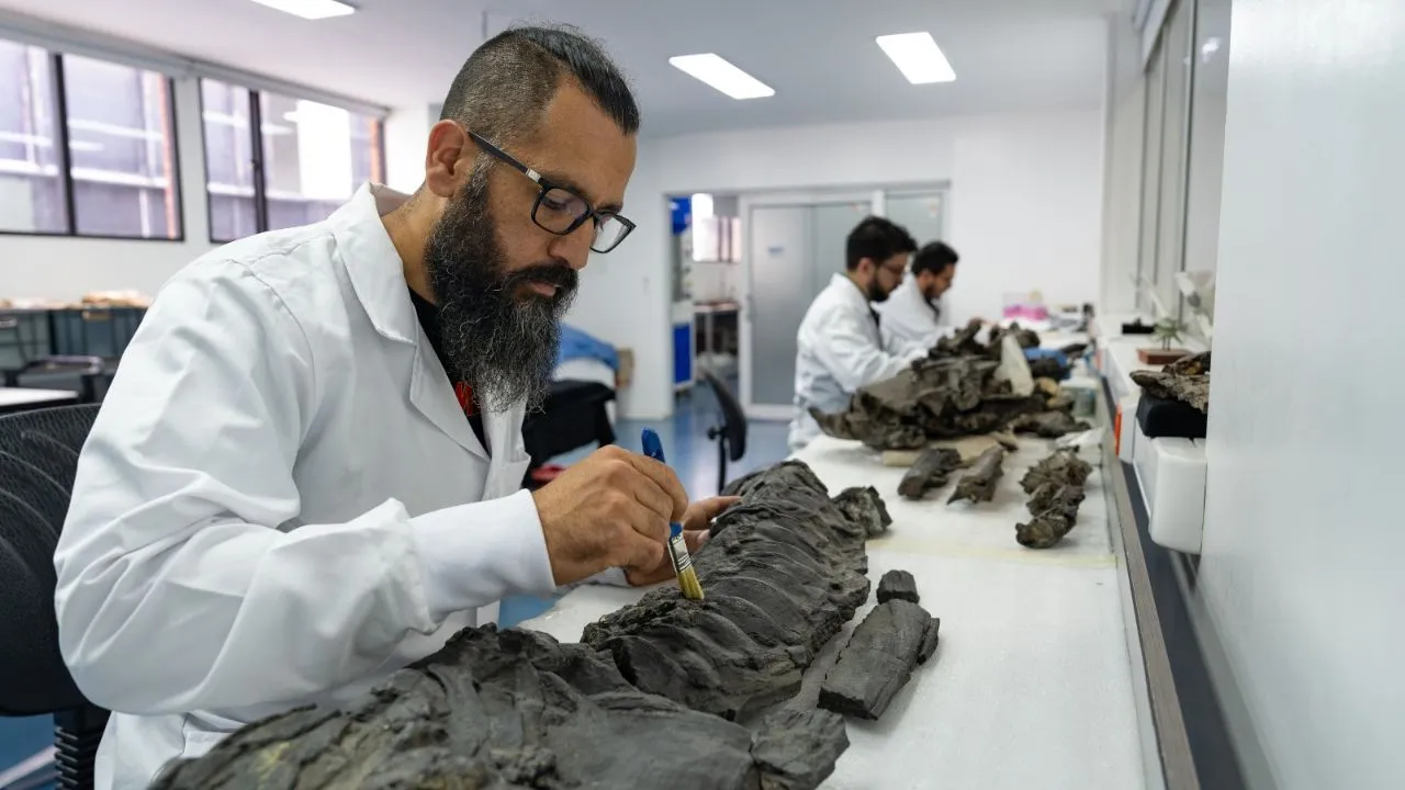 Paleontólogo del SGC preparando el fósil del ictiosaurio